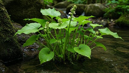 Wild wasabi blooming in clear stream