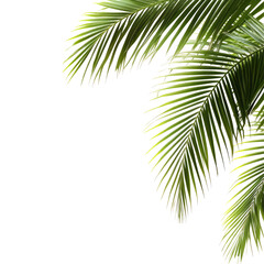 Tropical Palm Leaves Frame on transparent background 