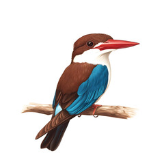 White-throated kingfisher with electric blue body isolated on transparent background