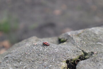 red-black beetle with thin antennae sitting on a gray stone