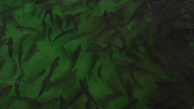 Medium-sized trout swimming in a fish farm tank - 418
