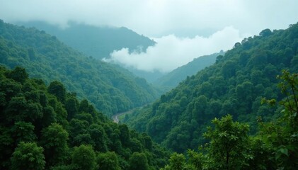 Obraz premium Dense fog hangs over vibrant green rainforest, photography, vegetation