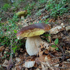 Boletus edulis