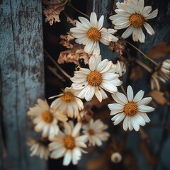 wilted daisies against a weathered wooden background, highlighting the contrast between life and decay