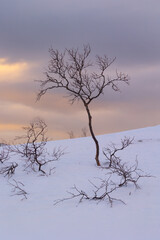 Beautiful small trees growing in the mountains above nordic fjords. Norway winter landscape during arctic day. Arctic nature in Scandinavia during winter season.