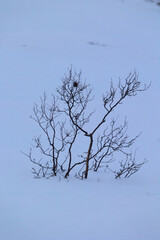 Beautiful small trees growing in the mountains above nordic fjords. Norway winter landscape during arctic day. Arctic nature in Scandinavia during winter season.