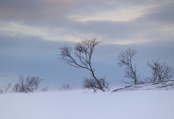 Beautiful small trees growing in the mountains above nordic fjords. Norway winter landscape during arctic day. Arctic nature in Scandinavia during winter season.
