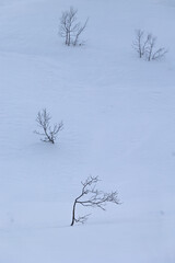 Beautiful small trees growing in the mountains above nordic fjords. Norway winter landscape during arctic day. Arctic nature in Scandinavia during winter season.