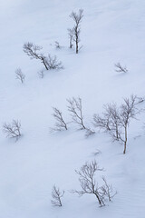 Beautiful small trees growing in the mountains above nordic fjords. Norway winter landscape during arctic day. Arctic nature in Scandinavia during winter season.