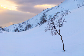 Beautiful small trees growing in the mountains above nordic fjords. Norway winter landscape during arctic day. Arctic nature in Scandinavia during winter season.