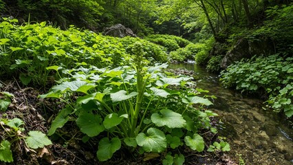 Obraz premium Wasabi plant growing in lush mountain stream