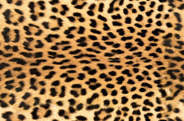 Skin's texture 2 of leopard