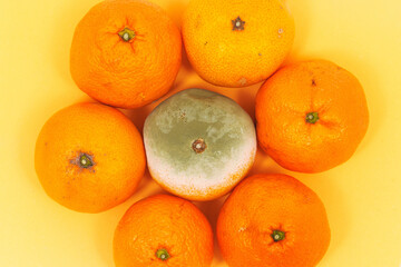 Spoiled tangerine with mold among fresh tangerines on a yellow background. spoiled food. mold and mildew on fruits.