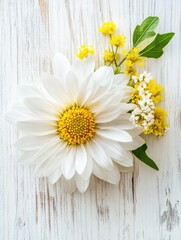 Obraz premium white chrysanthemum and yellow coltsfoot on white wooden background