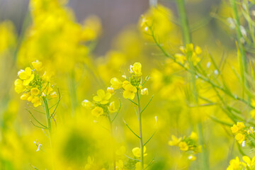 Obraz premium 菜の花の優しい風景