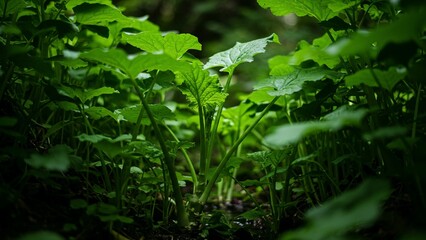 Wasabi plants growing in a dense shaded forest