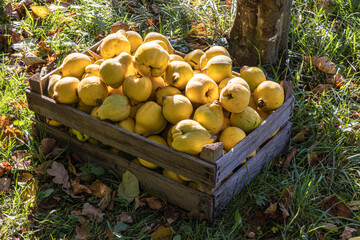 Quitten in einer Holzkiste