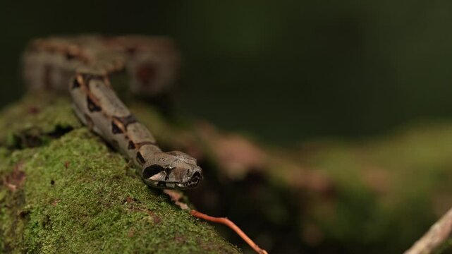 Snake slithering in the nature. Dangerous snake from jungle. Boa constrictor viper in the wild nature, Costa Rica. Wildlife scene from Central America. Travel in tropic forest. Snake in the forest.