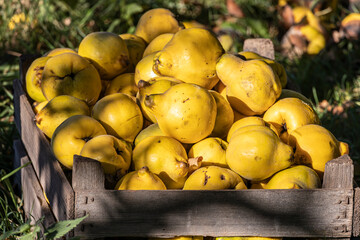 Quitten in einer Holzkiste