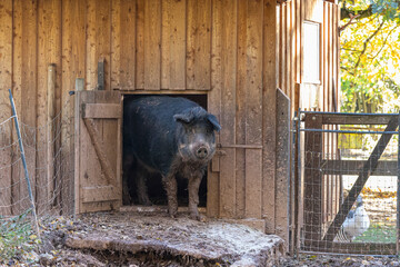 Mangalica Schwein / Wollschwein schaut aus Stall heraus