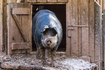 Mangalica Schwein / Wollschwein schaut aus Stall heraus