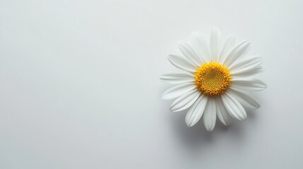 Obraz premium A white daisy flower with a yellow center is the main focus of the image