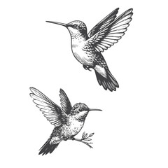 Fototapeta premium High-quality vector illustration of Hummingbird, perfect for creative design, branding, and digital artwork.
