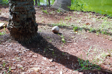 coconut falls on the ground