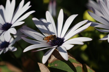 White daisy garden. osteospermum High quality photo