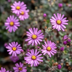 Obraz premium Vibrant purple flowers bloom in a garden setting