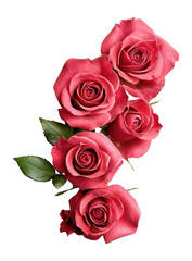 Obraz premium PNG Red rose border roses flowers petals.