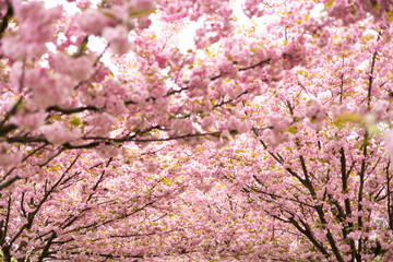 Japanese cherry blossoms in spring. Pink flowers of cherry tree. Nature banner