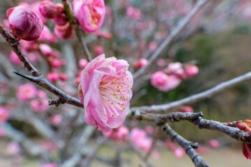 ボケ味が際立つ梅の花の美しさ