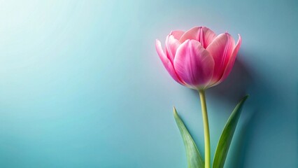 Fototapeta premium A Single Pink Tulip Blossom on a Light Blue Background, a Delicate Floral Image Perfect for Springtime Greetings and Celebrations