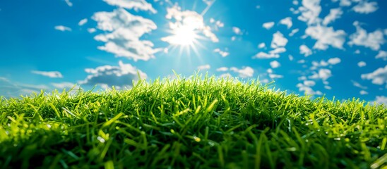 Close-Up of Sunlit Green Grass with Blue Sky and Clouds