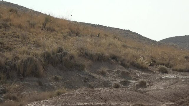Red-legged partridges walking on the arid lands of southern Arag&oacute;n, Spain - 453
