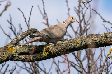 Close up of an Eurasian collared dove (Streptopelia decaocto) bird sitting on a branch in winter