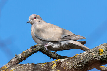 Close up of an Eurasian collared dove (Streptopelia decaocto) bird sitting on a branch in winter