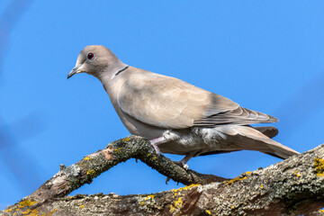 Close up of an Eurasian collared dove (Streptopelia decaocto) bird sitting on a branch in winter
