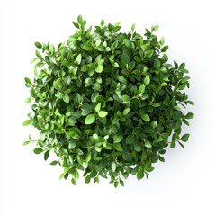 Obraz premium Lush Green Plant Top View Natural Foliage for Home Decor