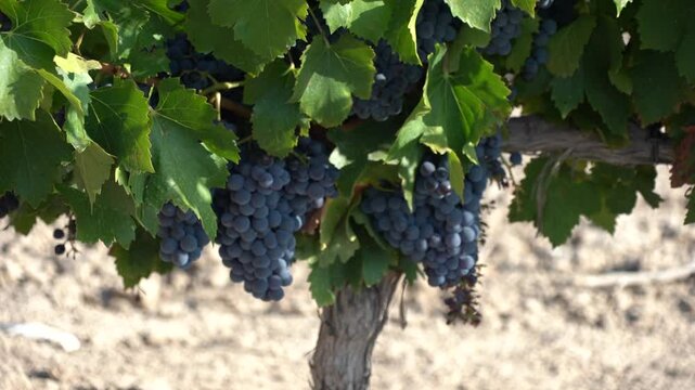 Close-up of vineyard with grapes halfway through ripening - 465
