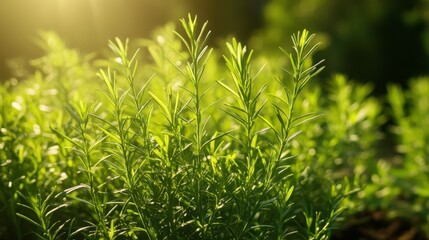 Obraz premium Gentle Twinkling Lights Create a Festive Atmosphere