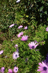 Fototapeta premium Pink flower greenery. osteospermum High quality photo
