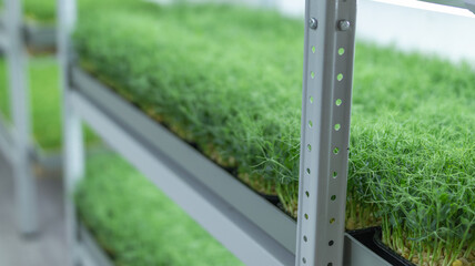 Shelves stacked with different varieties of microgreens at various growth stages in a modern indoor farm.