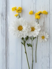 Obraz premium white chrysanthemum and yellow coltsfoot on white wooden background