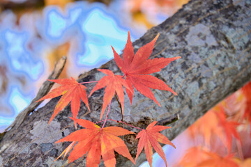 紅葉
