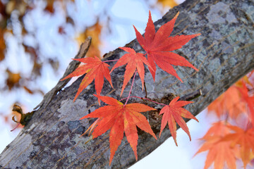 紅葉