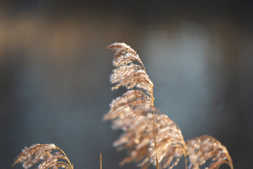 light brown vegetation on a blue-grey background