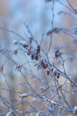 red berries on the branches of a forest against a blue background