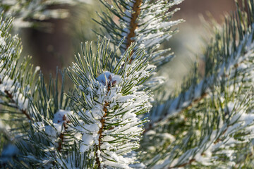 a frosted spruce branch against a greenish grey background
